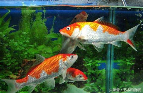 風水魚有哪些|【風水魚大全】哪些風水魚種類最旺？專家教你如何選對風水魚